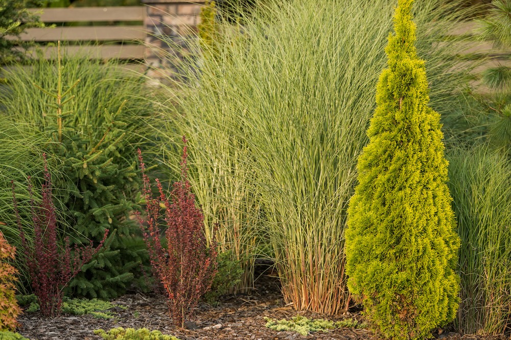 Soft landscaping Soft landscaping
